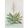 Vintage botany illustration Yucca White Wanddeko 40x60cm