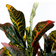 Mica Decorations Croton Green/Grey Künstliche Pflanzen
