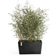 Ecopots Plant Pot 10.2x23.6x15.7"