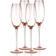 Elegant Champagne Glass 7.3fl oz 4