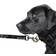 Littlearth NFL Premium Dog & Cat Lead 3/4"