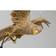 Kare Design Animal Parrot Gold Pendelleuchte 51cm