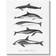 Stupell Industries Marine Life Orca Whales White Framed Art 30x24"