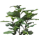 Emerald Ficus Green Kunstig plante