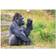 Calvendo 2025 Lowland Gorillas in Apenheul Wall Calendar A4 Landscape