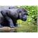 Calvendo 2025 Lowland Gorillas in Apenheul Wall Calendar A4 Landscape