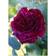 Calvendo Roses for You/Birthday Desk Calendar A5 Portrait