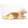 Hermann Teddy Golden Retriever 60cm