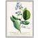 Stupell Industries Botanical Plant Illustration Blue Flowers Gray Framed Art 24x30"