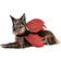 Target Rider Wings Halloween Red Devil Cat and Dog Costume L/XL