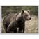 Stupell Industries Brown Bear Wildlife By Kim Allen Framed Art 20x16"