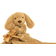 Jellycat Bashful Toffee Puppy Soother