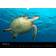 Calvendo Underwater Desk Calendar 2025 A5